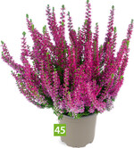 Calluna vulgaris Leandra (A: Gardengirls Heidezüchtung, Z+S: Neoplant)