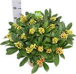 Skimmia japonica Gold Series Desire (A+S: Plantipp, Z: Skimmia Kwekerij Bolwijn)
