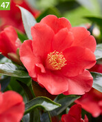Camellia japonica 1001 Summer Nights Jasmine (A: Diderk Heinje, Z: Palm Eco-town Development, S: Ciarrocchi Vivai)