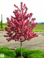 Malus × transitoria Raindrops als Hochstamm (A: Baumschule Wilhelm Ley, Z: Keith S. Warren; S: J. Frank Schmidt & Son)