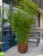 Fargesia rufa T.P.Yi Arabica (Baumschule Wilfried Janßen)