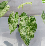 Alocasia macrorrhiza Splash (Deroose Plants)