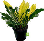 Zamioculcas zamiifolia Chameleon (A: Ornamentex, Z: Michael K. Rimland, S: Costa Farms)