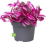 Tradescantia fluminensis Pink Paradise (Gartneriet Lundager)