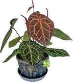 Anthurium magnificum Michelle (A: Ornamentex, Z+S: Jeffrey Sherwood Block)