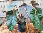 Philodendron Summer Glory (A: Ornamentex, Z+S: L. E. Garner)