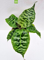 Dracaena goldieana (Deroose Plants)