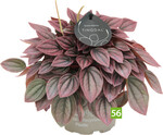 Peperomia caperata Cayenne (Gartneriet Lundager)