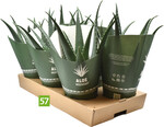 Aloe vera Medivera (Amigo Plant, Z+S: NovoAmi)