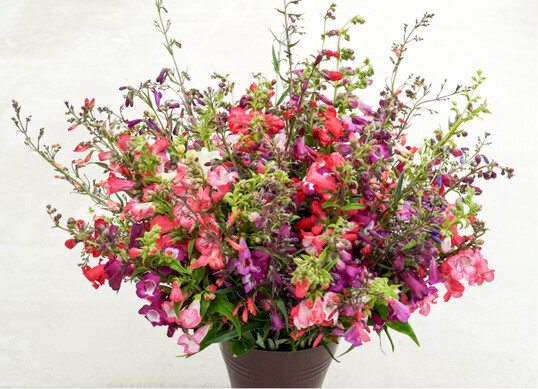 Bartfaden – dank Blumenfrischhaltemittel haltbare Schnittblumen, LfULG 2022
