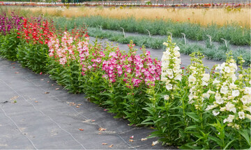 Penstemon hartwegii-Sorten begeistern durch leuchtende Farben und Groblumigkeit, sind jedoch nicht winterhart; LfULG 2022.