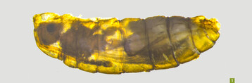 Puppe des ParasitoidenSynacra paupera in der Puppenhlle einer Trauermcke (Bradysia difformis) (Mastab: 0,5 mm)