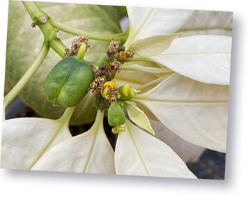 Poinsettienblte mit Cyathium und Samenkapsel