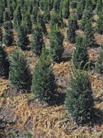 1 Zweimal pro Jahr werden die jungen Bäumchen geschnitten