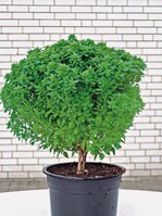 Hat seinen Preis: Veredelter Basilikum-Hochstamm ‘Baristo Greco’