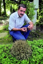 FGDO-Geschäftsführer Martin Struck zeigt befallenen Buchsbaum in Dortmund