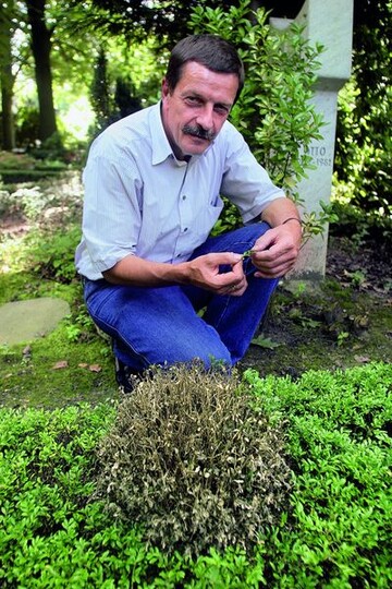 FGDO-Geschftsfhrer Martin Struck zeigt befallenen Buchsbaum in Dortmund 
