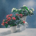 Bouvardia gibt es als Topfpflanze und in Schnittkultur