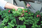 Ein voller Erfolg waren die selbst produzierten Geranien im 10-cm-Topf