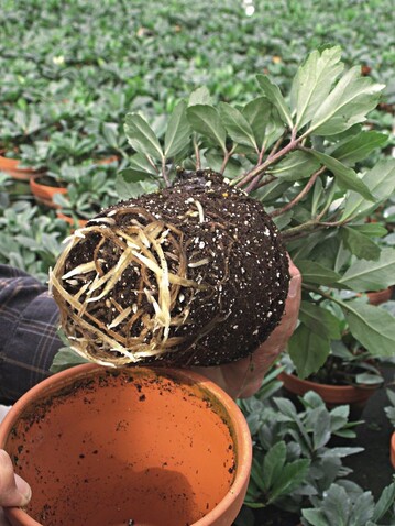 In Tontpfen durchwurzeln Helleborus besser, so die Erfahrung von Klaus Umbach