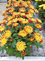 Neuheit von Royal van Zanten: Topf-Chrysantheme ‘Foxy Time’