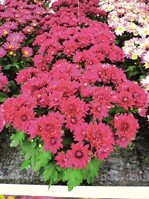 ‘Midnight Time’ besticht durch ihre kräftige Farbe