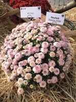 Runde Neuheit: ‘Bransky Corona’