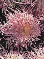 ‘Maxim’ ist eine großblumige Neuheit aus eigener Züchtung