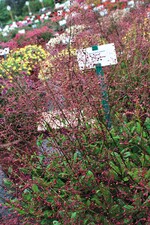 „Juwelen von Opar“, so der klangvolle Name der Neuheit Talinum paniculatum ‘Limon’