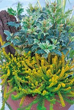 Mit neuen Saisonartikeln kann sich der Fachhandel abheben, hier: Empetrum mit Osmanthus