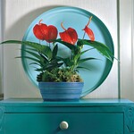 Ein Klassiker unter den Zimmerpflanzen: Anthurium scherzerianum