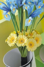 Floristisch vielseitig kombinierbar: Iris x hollandica hier mit gelben Gerbera
