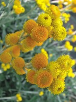 Chrysocephalum ‘Desert Flame’ bringt Abwechslung ins Beet