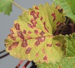 Rote eckige Blattflecken an Digitalis purpurea, die durch Falschen Mehltau verursacht wurden