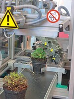 Der Mensch denkt, die Maschinen arbeiten: Hier werden Pflanzen automatisch geschnitten