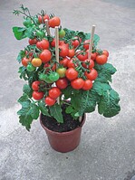 Saatgut jetzt für alle verfügbar: Die wohlschmeckende Balkontomate ‘Red Robin’