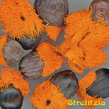 Die „Knigin“ unter den Samen: Strelitzia reginae