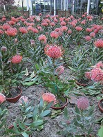 Bereits auf der Floriade 2002 in Holland wurden Topfproteen aus der Toskana als Beetpflanzen verwendet und machten einen guten Eindruck