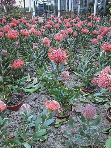 Bereits auf der Floriade 2002 in Holland wurden Topfproteen aus der Toskana als Beetpflanzen verwendet und machten einen guten Eindruck