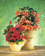 Ein echter Hingucker: Begonia Cultivars Tuberhybrida