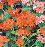 Benary-Züchtung: Garten-Lichtnelke Lychnis × haageana