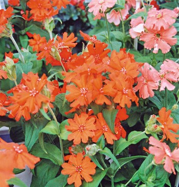 Benary-Zchtung: Garten-Lichtnelke Lychnis  haageana