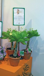 Die Hawaii-Palme als Siegerin bei den blühenden Topfpflanzen