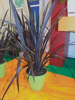 Phormium cookianum ‘Black Adder’ könnte eine interessante Strukturpflanze für Beete, Kästen und Kübel werden