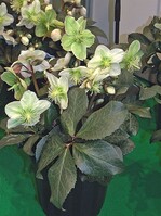 Dunkles Laub, kräftige Zähnung sind die Kennzeichen der Christrose ‘Winter Moonbeam’‚ Siegerin bei den Stauden