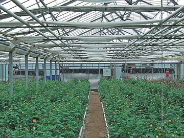 Eines der Gewchshuser mit Regenwassersammelbecken. Das Wasser wird mit aufgefangenem Wasser aus dem System und Stadtwasser verschnitten