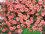 Calibrachoa „MiniFamous Coral Pink with Eye“