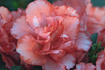 ‘Christine Magic’, ein Sport der bekannten ‘Christine Matton’. Zchter: Hortibreed, Belgien
