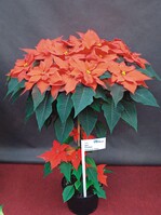 Hochstämme mit Garnitur finden ihre Käufer