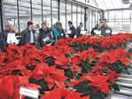 Ein großes Poinsettien-Sortiment gab es an der LVG Hannover-Ahlem zu sichten
